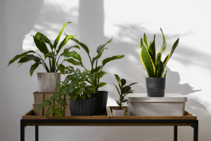 Sélection de plantes d’intérieur connues pour purifier l’air.