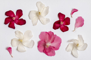 Cadre Nature figée composée de fleurs pressées aux tons roses et blancs délicatement conservées pour une décoration florale intemporelle